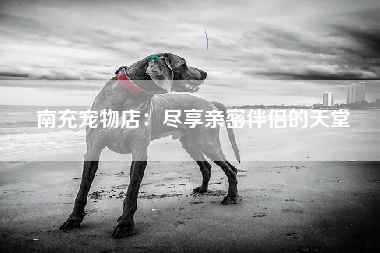 南充宠物店：尽享亲密伴侣的天堂