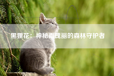 黑狸花：神秘而瑰丽的森林守护者