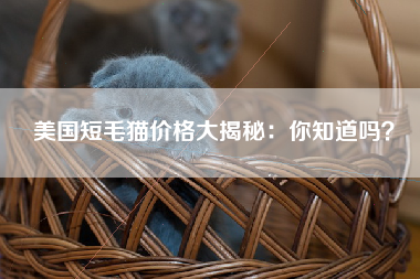 美国短毛猫价格大揭秘：你知道吗？