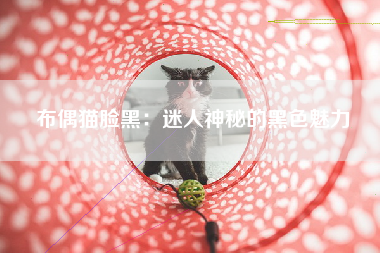 布偶猫脸黑：迷人神秘的黑色魅力