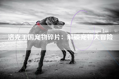 洛克王国宠物碎片：解锁宠物大冒险