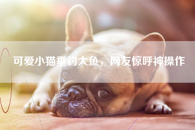 可爱小猫垂钓大鱼，网友惊呼神操作