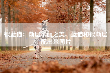 银蓝猫：渐层华丽之美、蓝猫和银渐层配出来图片