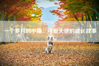 一个多月的小猫：可爱天使的成长故事