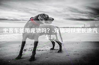 坐客车能带宠物吗？-宠物可以坐长途汽车吗