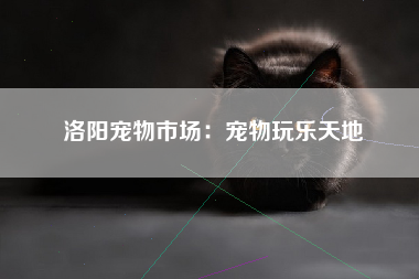 洛阳宠物市场：宠物玩乐天地