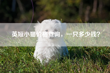 英短小猫价格查询，一只多少钱？