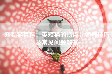 宠物猫百科：英短猫的特点、饲养技巧及常见问题解答