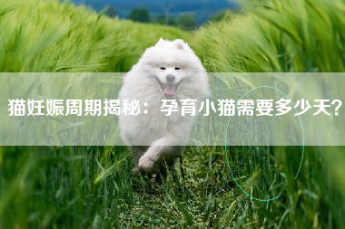 猫妊娠周期揭秘：孕育小猫需要多少天？