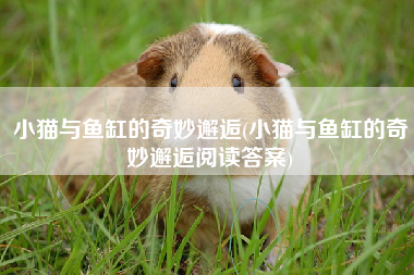 小猫与鱼缸的奇妙邂逅(小猫与鱼缸的奇妙邂逅阅读答案)