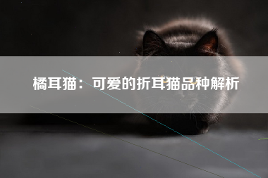 橘耳猫：可爱的折耳猫品种解析