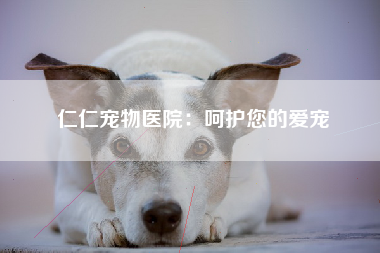 仁仁宠物医院：呵护您的爱宠