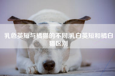 乳色英短与橘猫的不同,乳白英短和橘白猫区别