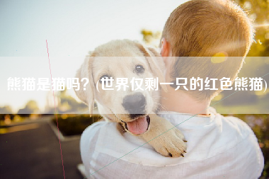熊猫是猫吗？(世界仅剩一只的红色熊猫)