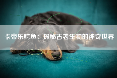 卡帝乐鳄鱼：探秘古老生物的神奇世界