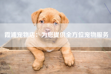 霞浦宠物店：为您提供全方位宠物服务
