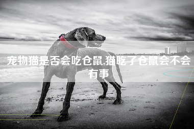 宠物猫是否会吃仓鼠,猫吃了仓鼠会不会有事