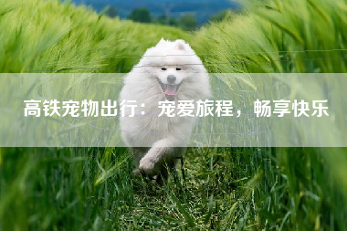 高铁宠物出行：宠爱旅程，畅享快乐