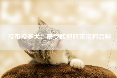 拉布拉多犬：最受欢迎的宠物狗品种