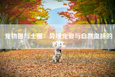 宠物猫与土猫：异域宠爱与自然血脉的对比