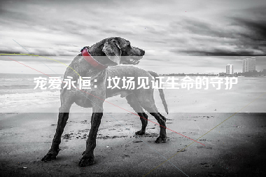 宠爱永恒：坟场见证生命的守护