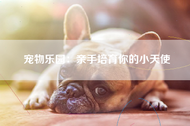 宠物乐园：亲手培育你的小天使