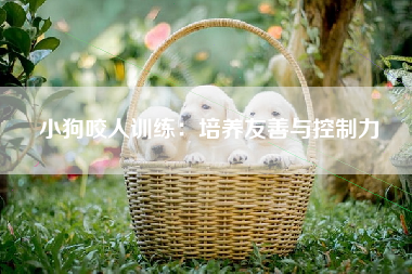 小狗咬人训练：培养友善与控制力