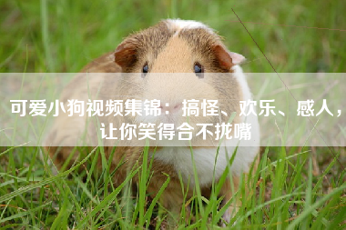 可爱小狗视频集锦：搞怪、欢乐、感人，让你笑得合不拢嘴