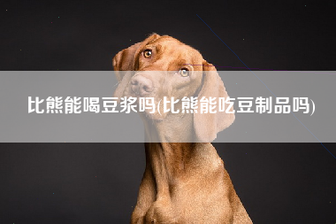 比熊能喝豆浆吗(比熊能吃豆制品吗)