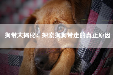 狗带大揭秘：探索狗狗带走的真正原因