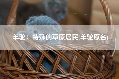 羊驼：特殊的草原居民(羊驼原名)