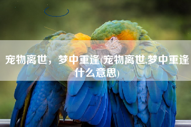宠物离世，梦中重逢(宠物离世,梦中重逢什么意思)