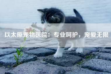 以太原宠物医院：专业呵护，宠爱无限