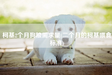 柯基2个月狗粮需求量(二个月的柯基喂食标准)
