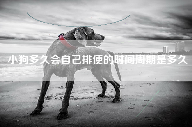 小狗多久会自己排便的时间周期是多久