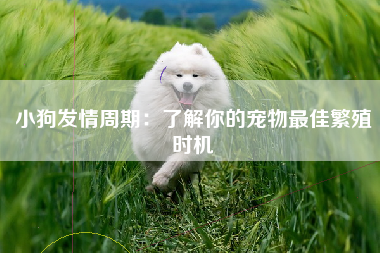 小狗发情周期：了解你的宠物最佳繁殖时机