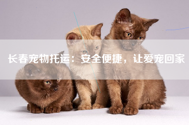 长春宠物托运：安全便捷，让爱宠回家