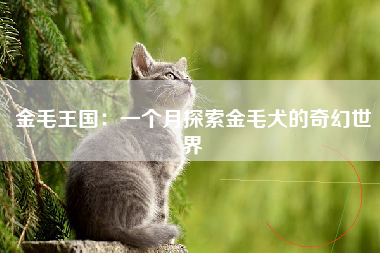 金毛王国：一个月探索金毛犬的奇幻世界