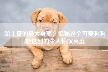 哈士奇的最大身高：揭秘这个可爱狗狗能达到的令人惊叹高度