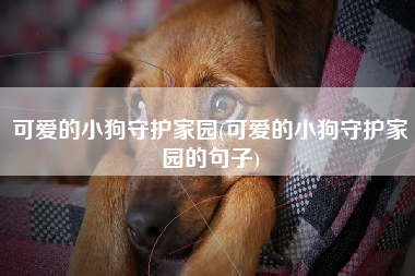 可爱的小狗守护家园(可爱的小狗守护家园的句子)