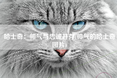 哈士奇：帅气与忠诚并存(帅气的哈士奇图片)