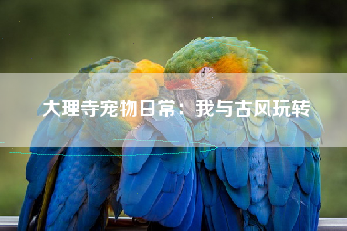 大理寺宠物日常：我与古风玩转
