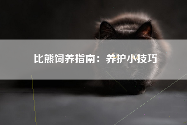 比熊饲养指南：养护小技巧