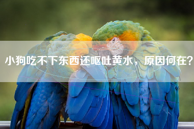 小狗吃不下东西还呕吐黄水，原因何在？