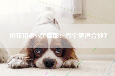 拉布拉多VS萨摩耶：哪个更适合你？