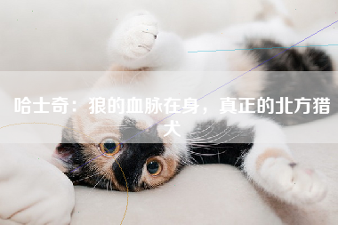 哈士奇：狼的血脉在身，真正的北方猎犬