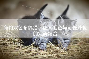 海豹双色布偶猫：迷人毛色与可爱外貌的完美结合