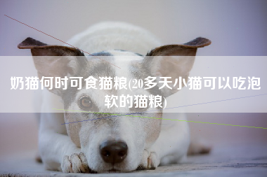 奶猫何时可食猫粮(20多天小猫可以吃泡软的猫粮)