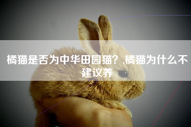 橘猫是否为中华田园猫？,橘猫为什么不建议养
