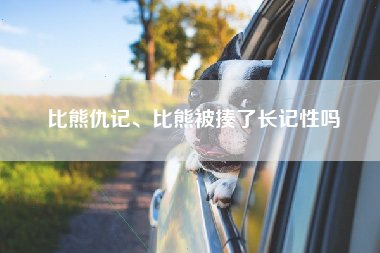 比熊仇记、比熊被揍了长记性吗